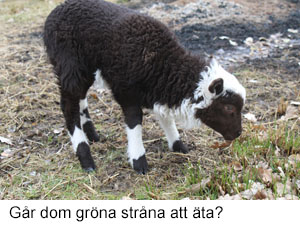Grona stran.JPG
